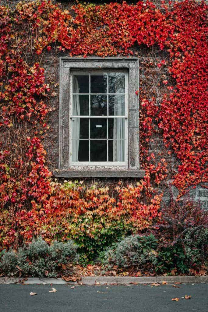 A stone-framed window on a building wall covered in vibrant red and orange ivy. Below the window, bushes with a mix of green, red, and purple hues add to the autumnal atmosphere of the scene.