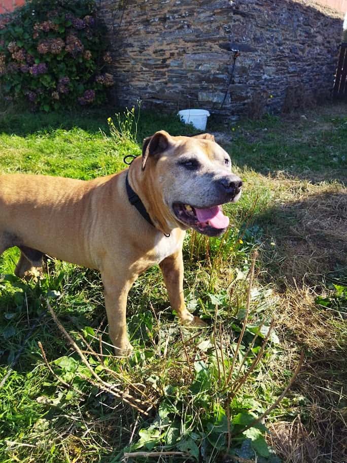 Dim Su, chien catégorisé, à la pension canine Le Domaine de Touffu entre Ancenis et Châteaubriant