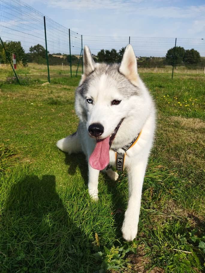 Murphy, Husky en pension canine entre Ancenis et Châteaubriant en Loire Atlantique