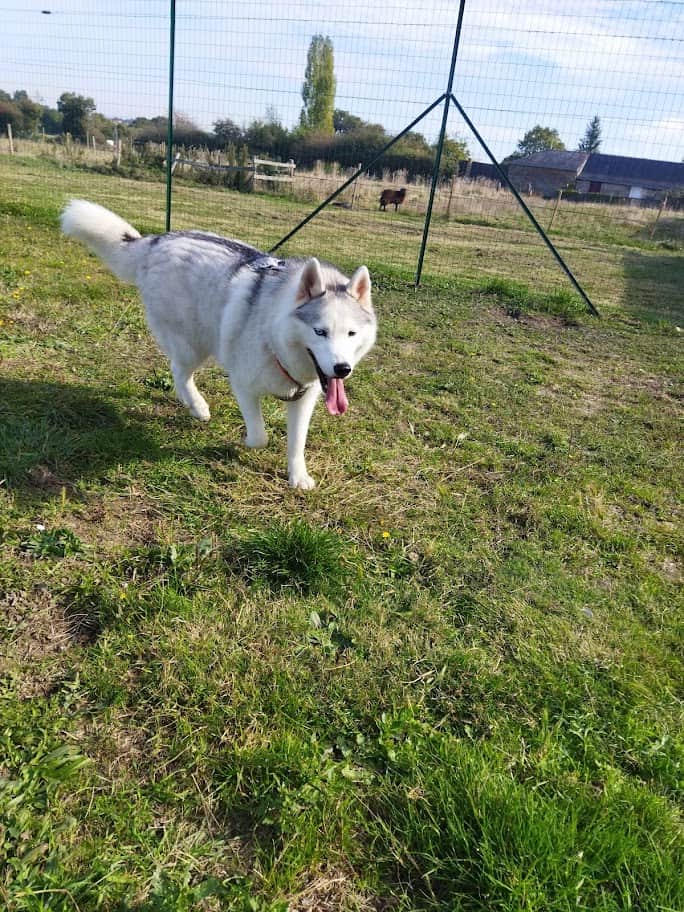 Murphy à la pension canine entre Candé et Saint Mars la Jaille