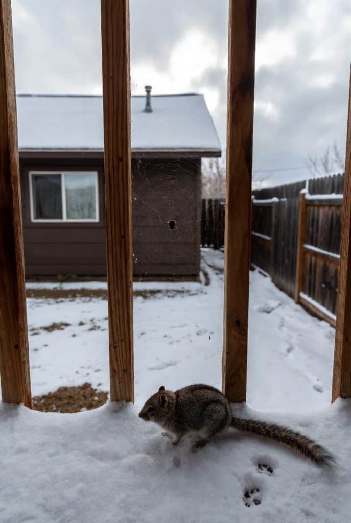 Squirrel and spider web on snowy Nampa backyard deck, showing how winter pests move closer to Idaho homes for warmth.