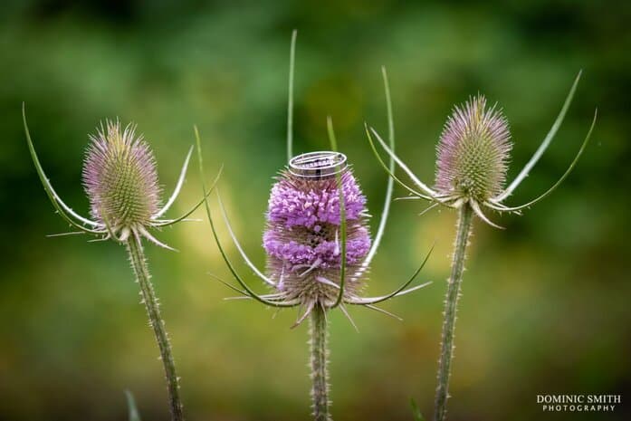 Wedding rings on a thistle