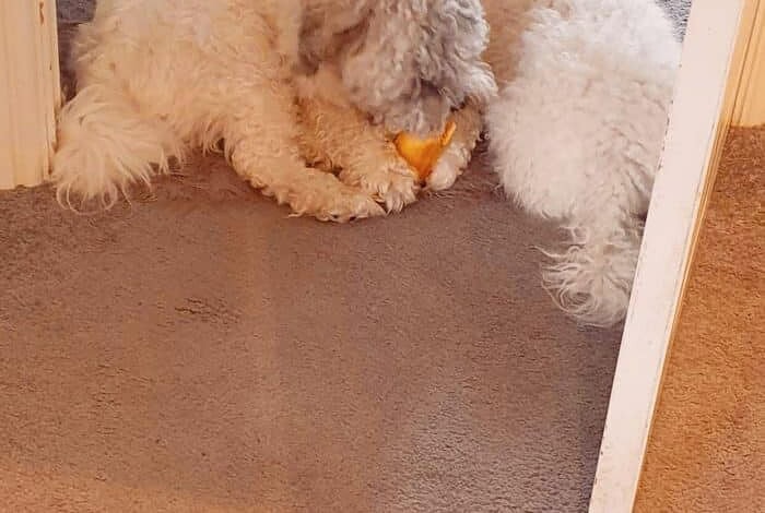 Monty and Buddy