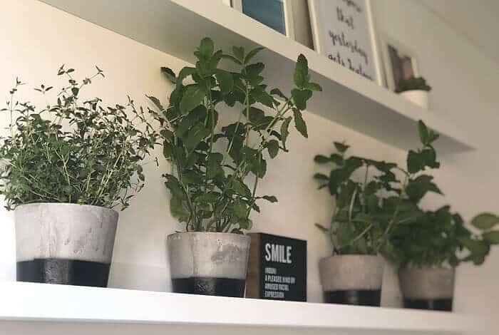 Kitchen Garden Shelfie