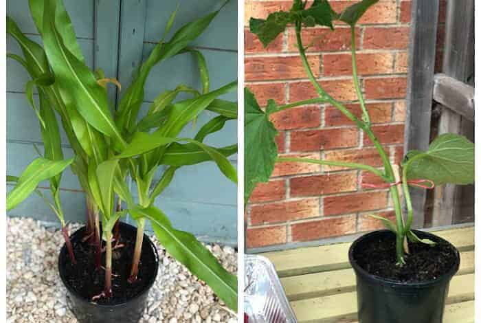 What's growing in my greenhouse