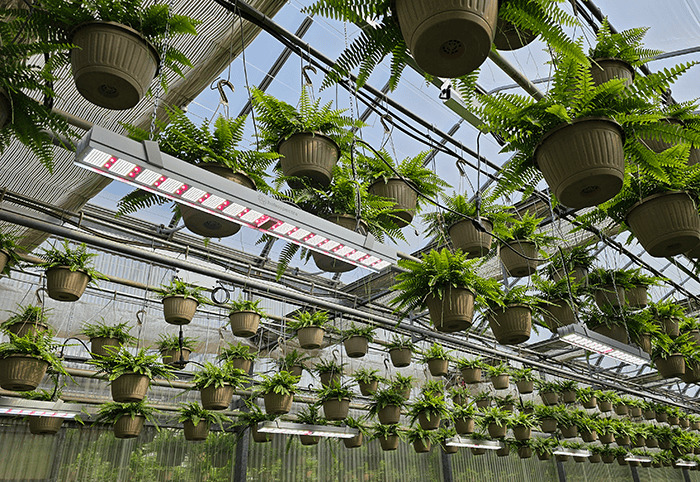 Greenhouse with Mitra X lights