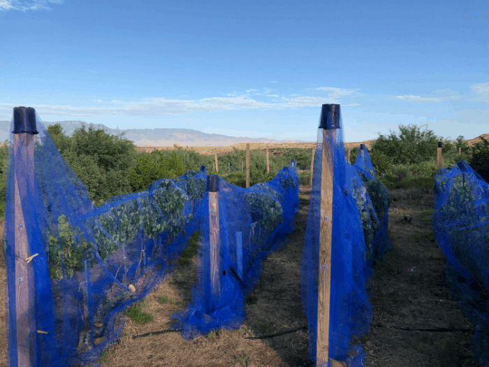 South vineyard Jul2019