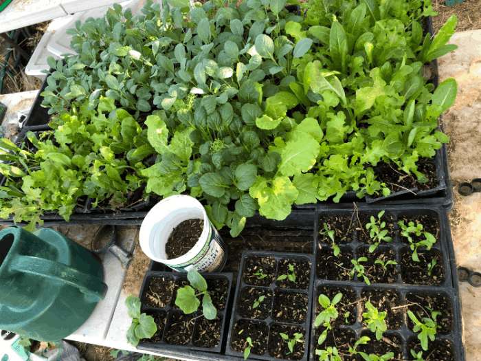 Fall Crop 2019 - started Jul2019