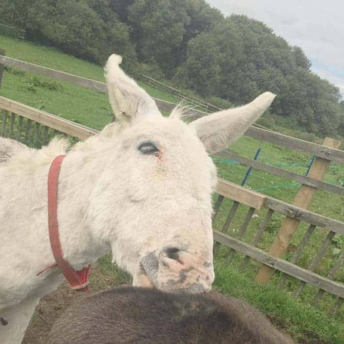 Donkey Sanctuary