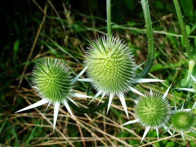 vlekkerige distel, plant