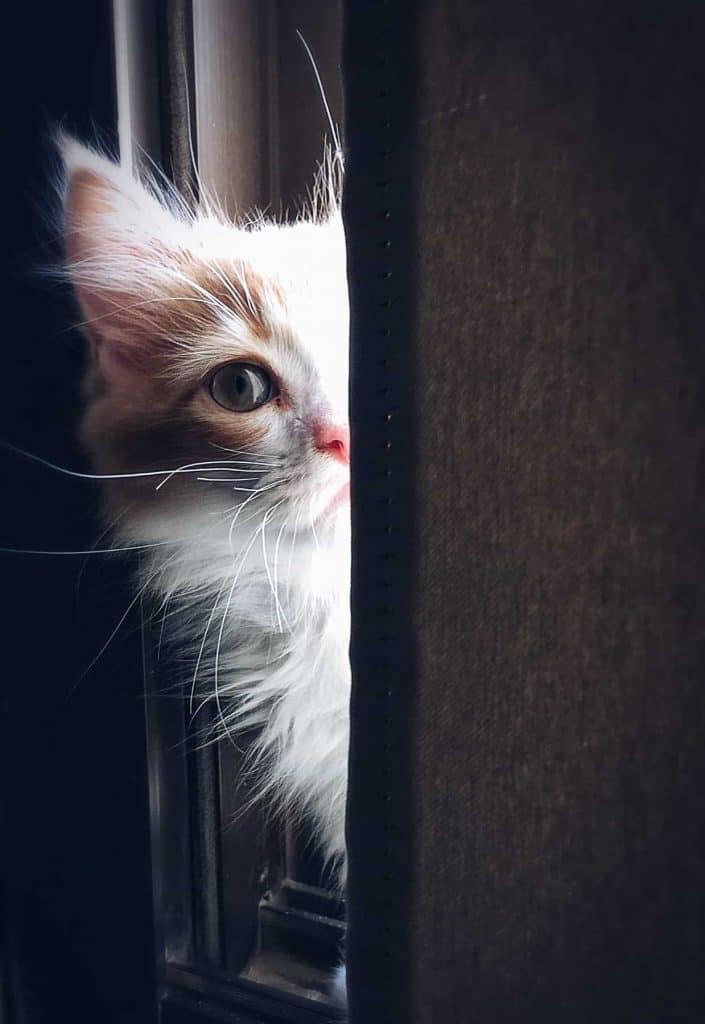 shy kitten hiding behind a curtain. Keep the 3-3-3 Rule for Cats in mind when settling in a new shy kitten