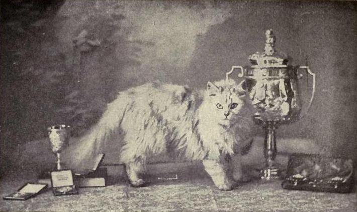 one of the first winners in the history of cat shows, a silver persian posing with several trophies