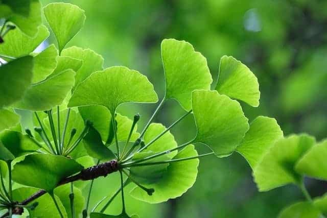 Ginkgo biloba foglie