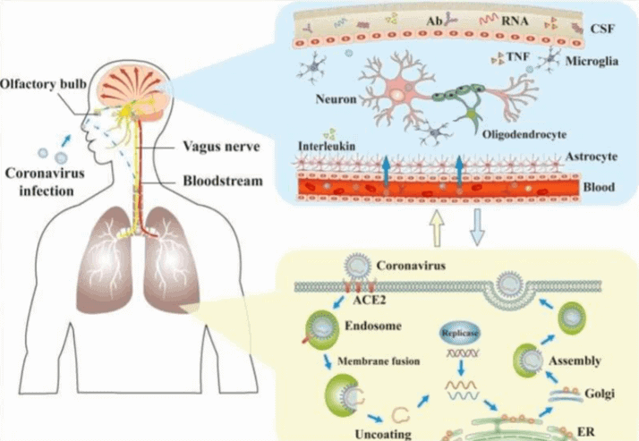 Gambar 7. Mekanisme Infeksi Coronavirus Pada Kerusakan Sistem Saraf (2)