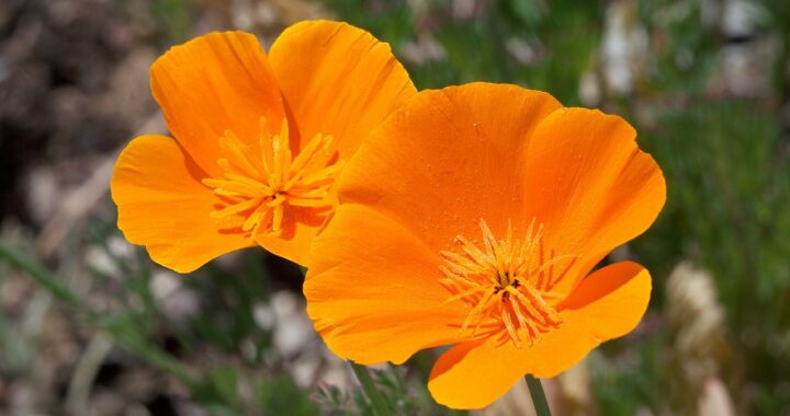 3 plantes essentielles pour dormir