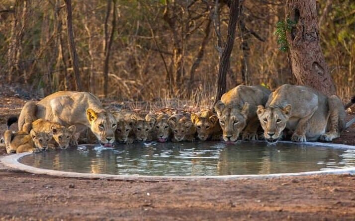 gir forest national park visiting information