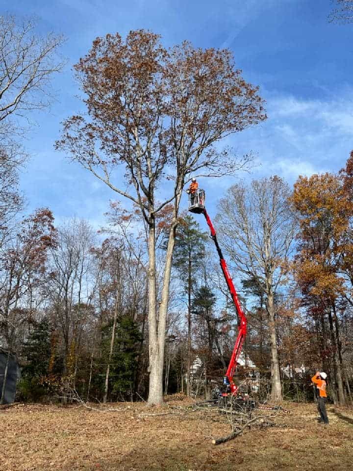 Contact us for emergency tree services