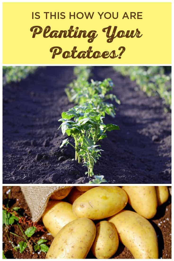 How to Plant Potatoes the Right Way Properly Rooted