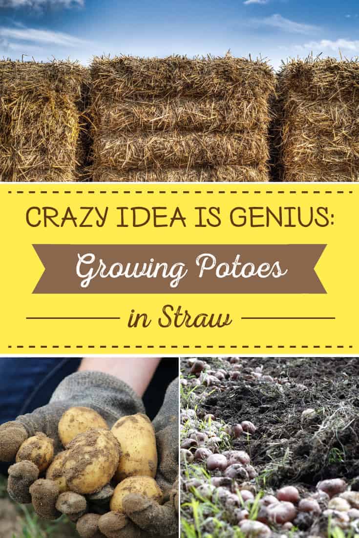 A New Strategy Growing Potatoes in Straw Properly Rooted