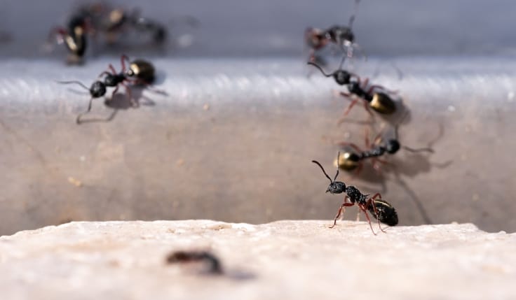 Ants qui cherchent de la nourriture ou construisent leur nid, concept d'infestation de nuisibles, service professionnel de contrôle antiparasitaire.