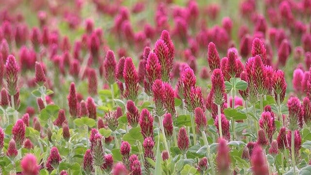 plantação de trevo vermelho
