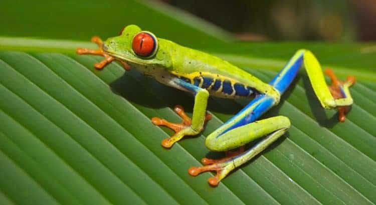 Tiere