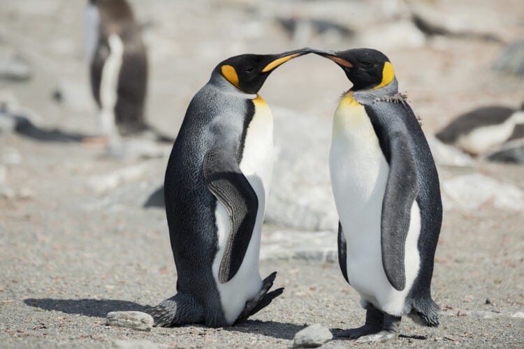 King penguins mark their territory on a nesting site on the north side of Elephant Island. 
Greenpeace is in the Antarctic to investigate the impacts of the climate crisis as part of the Protect the Oceans Expedition, a year long pole to pole ship tour, campaigning for the establishment of ocean sanctuaries to safeguard this frozen region and its penguins, seals and whales, and to help address the climate emergency.  (This picture was taken in 2020 during the Antarctic leg of the Pole to Pole expedition under the Dutch permit number RWS-2019/40813)