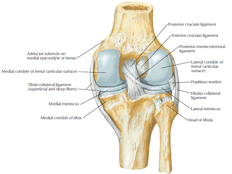 Trauma Anterior Cruciate Ligament (ACL) - Koas2Doctor