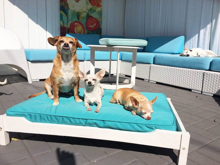 3 small dogs sitting on a bed in the sun in San Diego