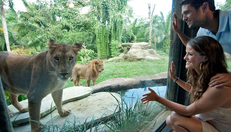 bali zooa