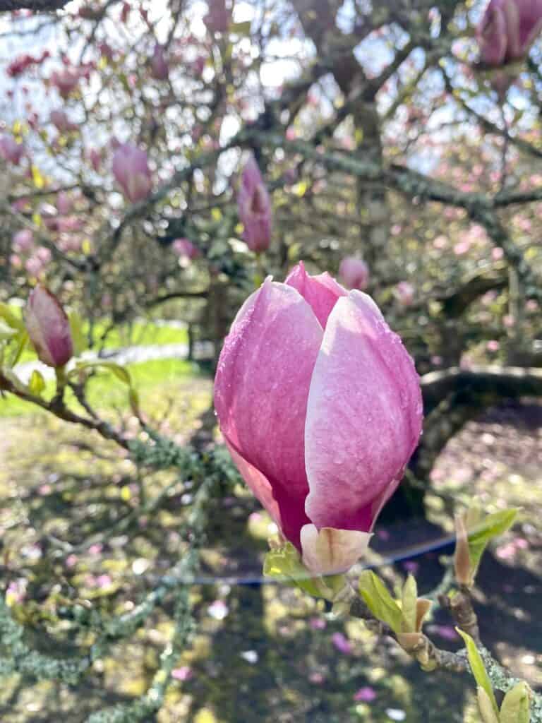 Magnolia at Trelissick Gardens
