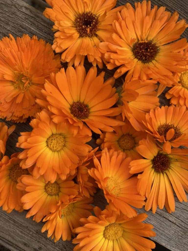 Bright orange calendula blooms. Also known as pot marigold