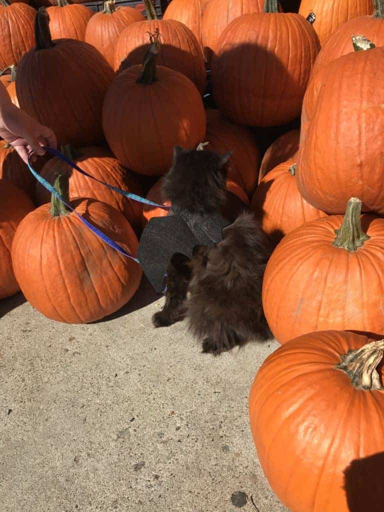 Halloween safety tips for cats: black cat with bat costume in pumpkins
