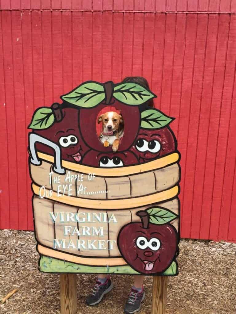 Hazel at Virginia Farm Market