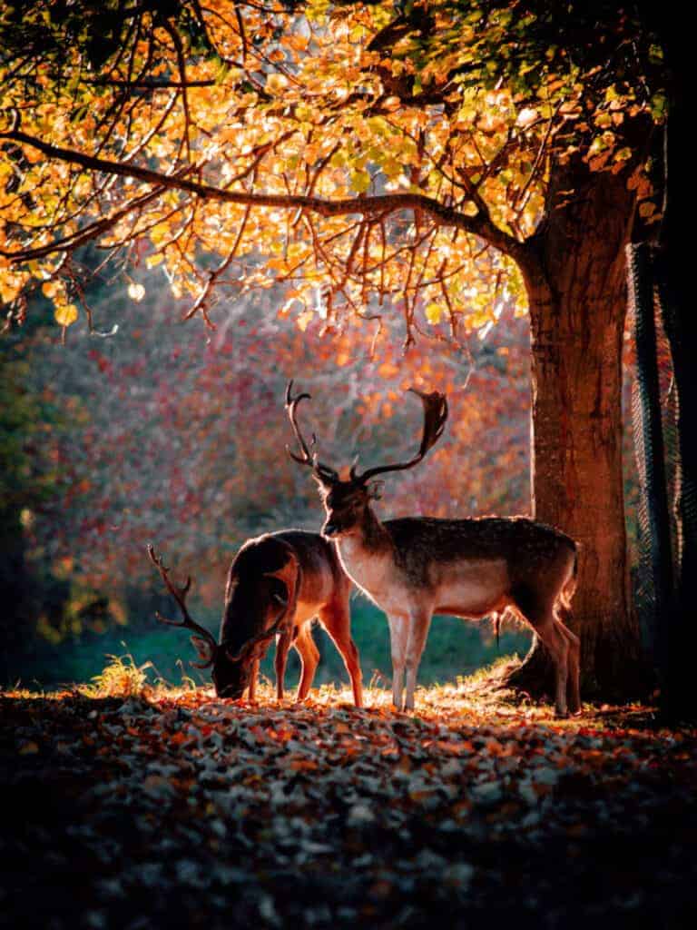 Phoenix-park-fallow-deer