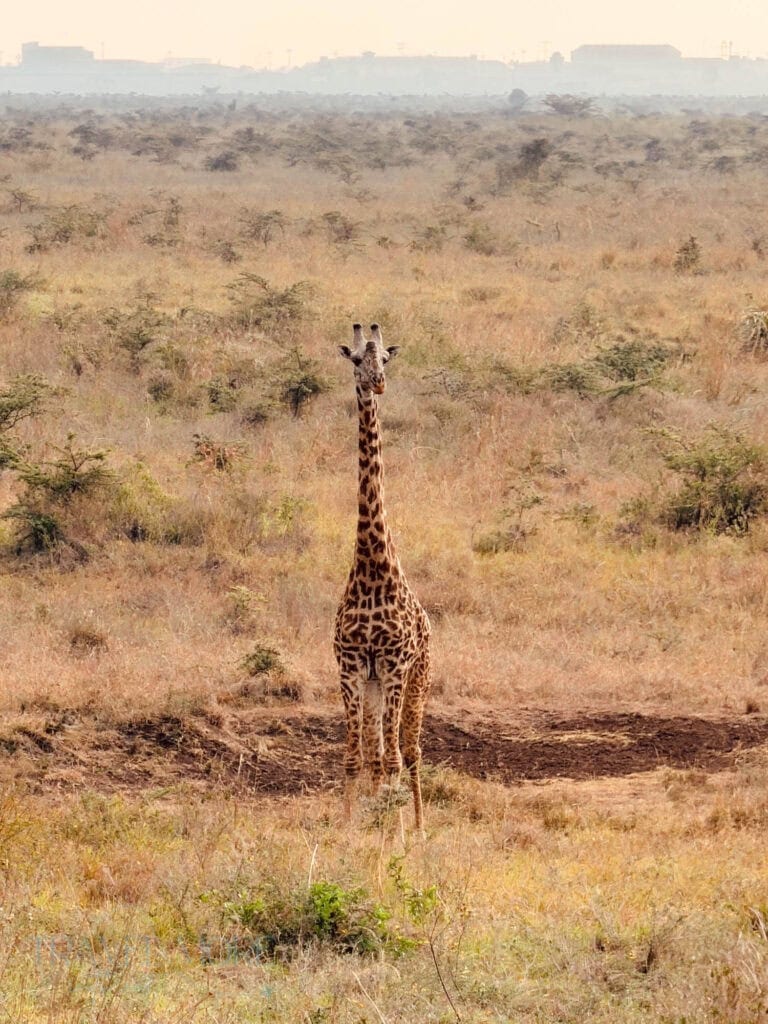 A lone giraffe standing alert in the open savanna with dry grass and hazy buildings in the background, showing how distance and subject focus affect mobile safari photography.