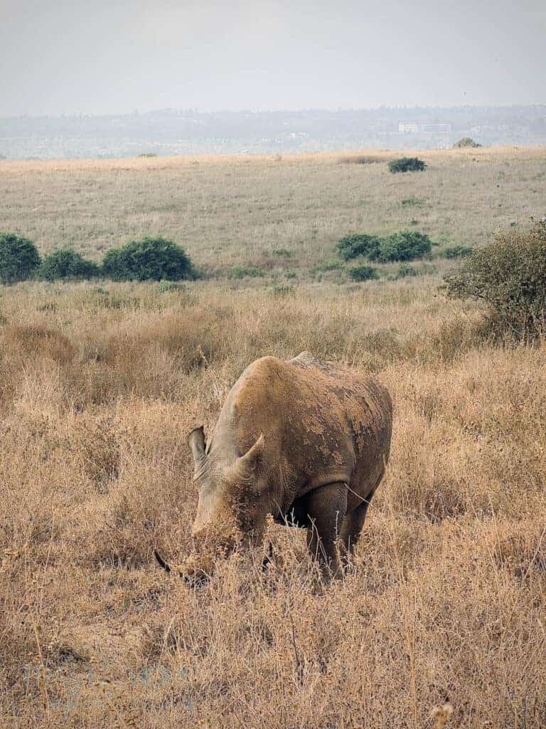 A solitary rhino grazing in the savanna with a soft skyline in the distance, balancing foreground wildlife and background depth in safari iPhone photography.