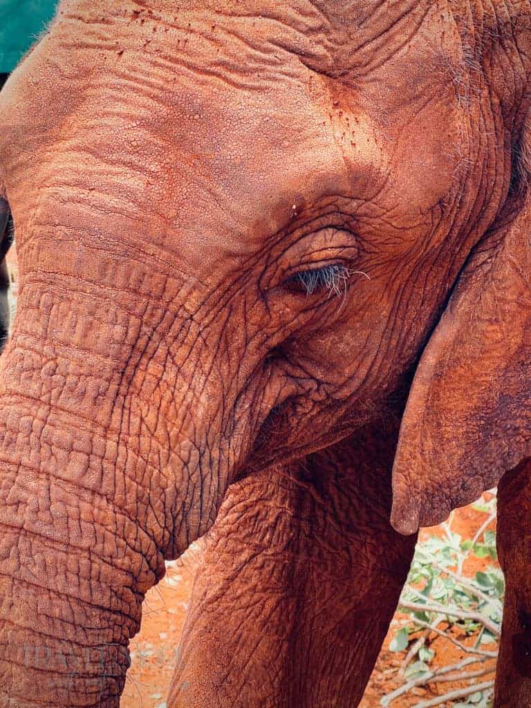 Detailed close-up of a baby elephant’s eye and wrinkled skin, demonstrating how iPhone photography can capture rich textures during a safari.
