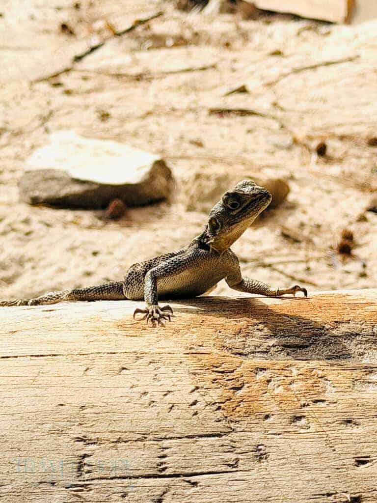 Things to do in Watamu, Kenya: 8 Breathtaking Experiences 6 A close-up of a small lizard basking on a sunlit log, with sandy terrain in the background. Observing local wildlife is one of the quieter but rewarding things to do in Watamu.
