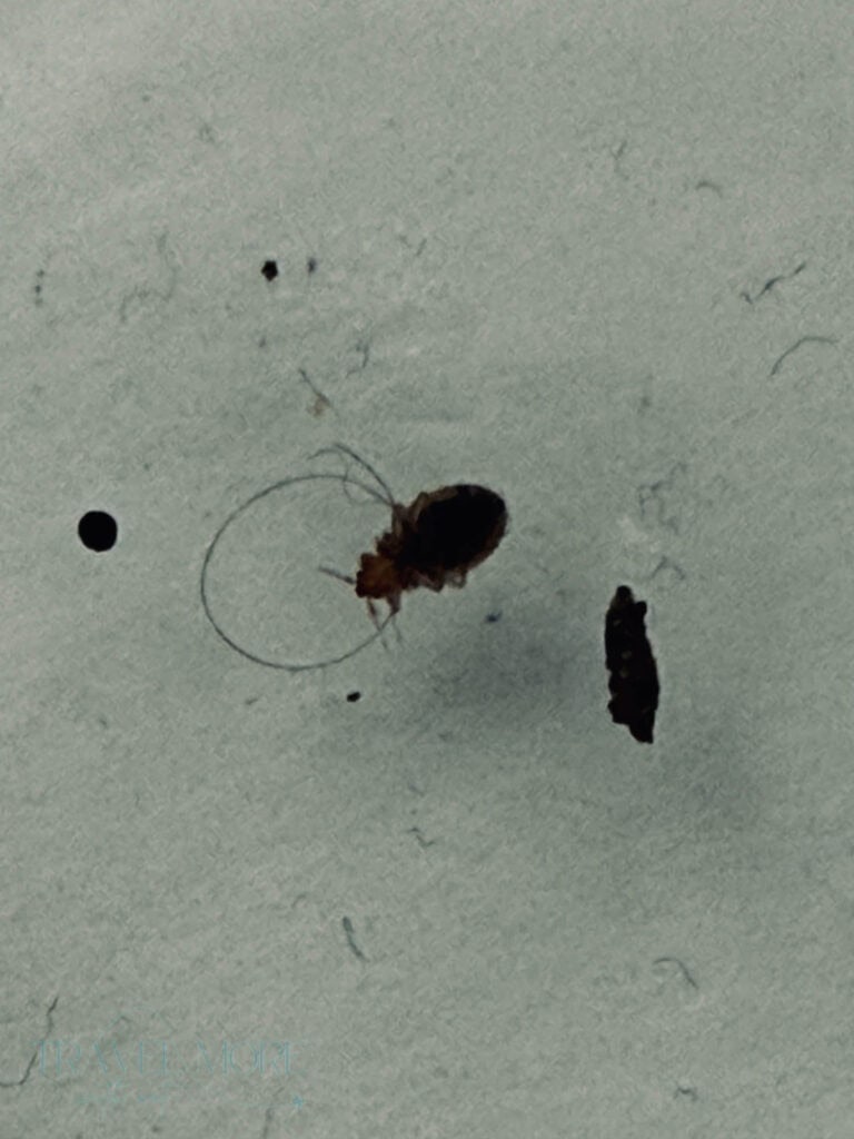 Zoomed-in image of a live bedbug on a light surface, with a visible black speck nearby. Identifying pests like this early helps travelers avoid bedbugs during travel.