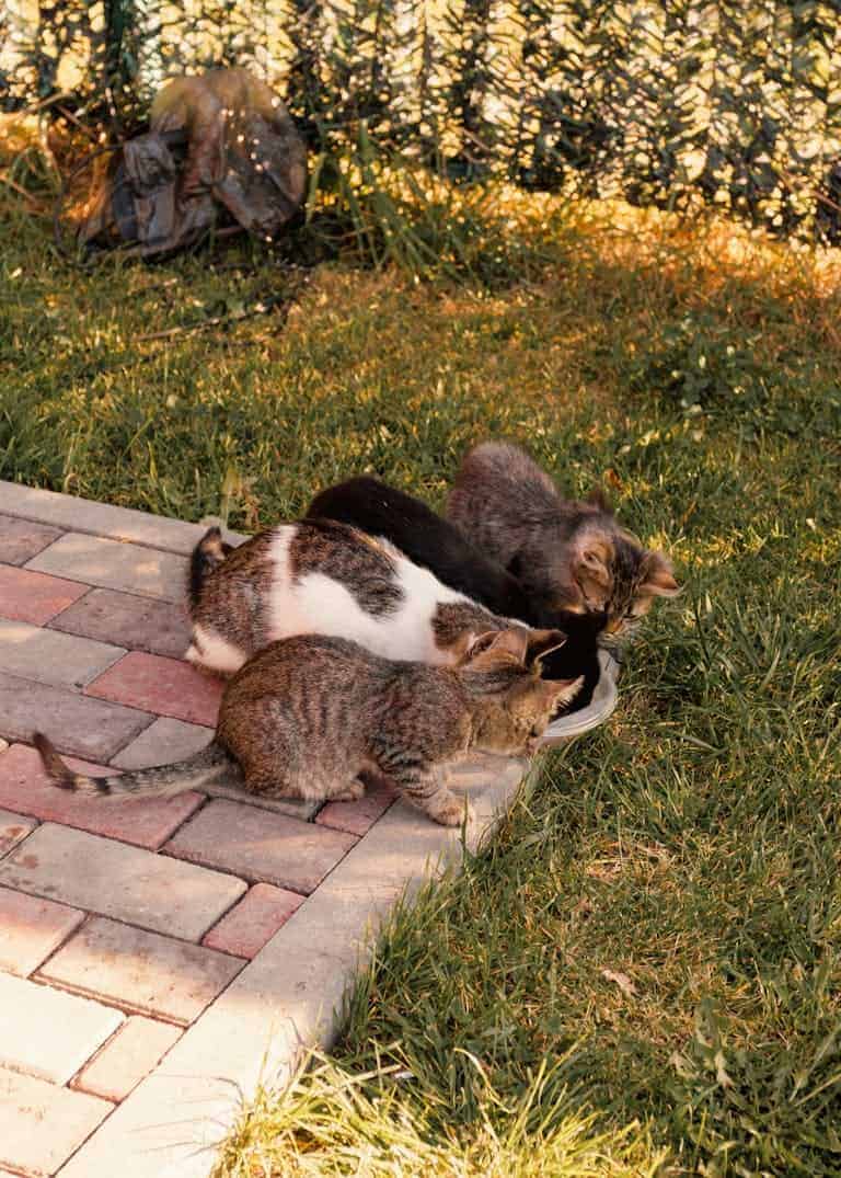 A group of cats eating outdoors on a sunny day in a grassy area.