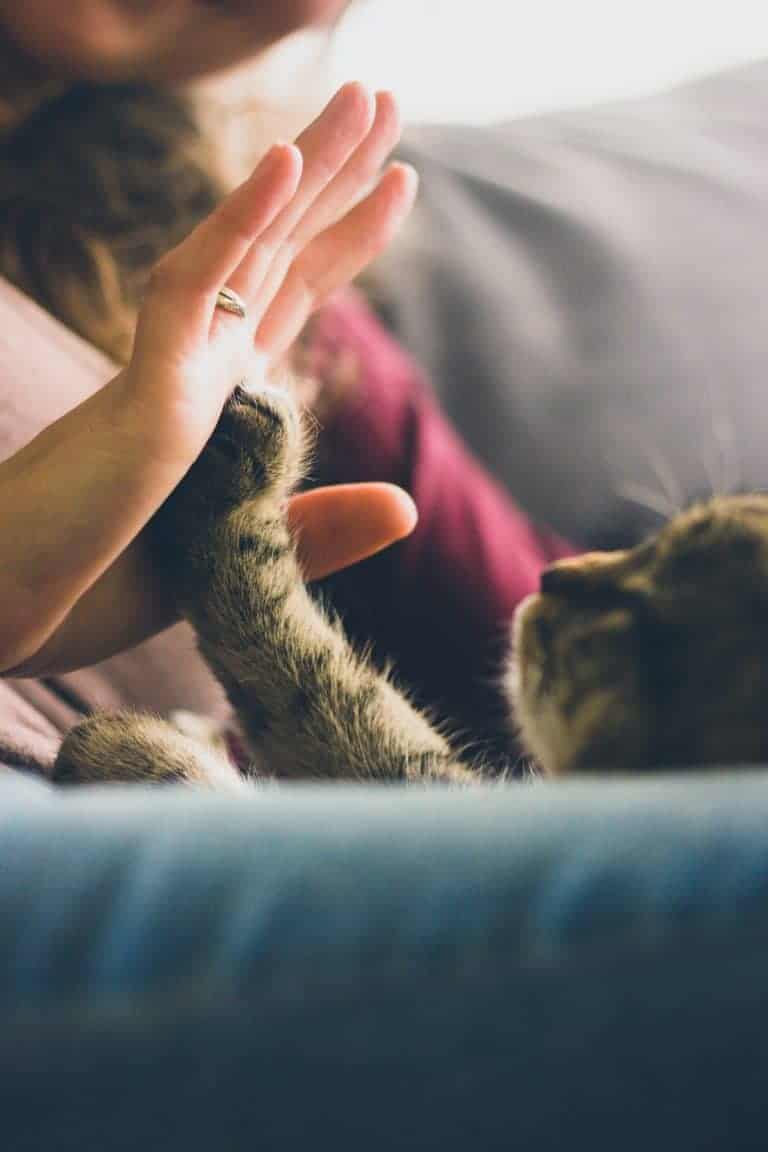 person giving high five to a tabby cat