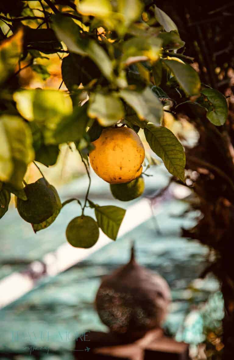 Sunlit citrus fruit on a tree, fitting unique Italian experiences and travel guides.