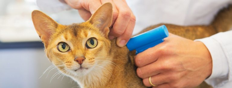 Abyssinian cat getting microchipped