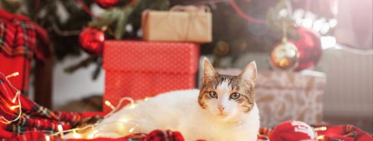 White cat under Christmas tree