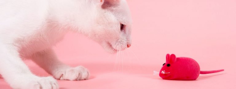 white cat with a magenta toy mouse on a pink background