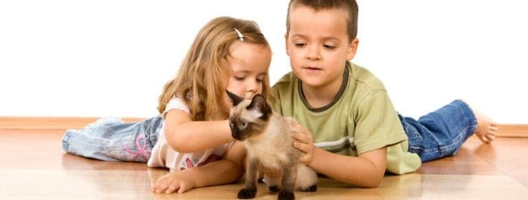 young boy and girl playing with new siamese kitten