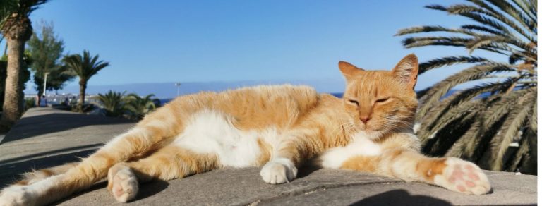 Red and white cat with palm trees on blue summer sky background