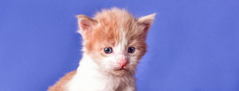 red and white new kitten on blue background