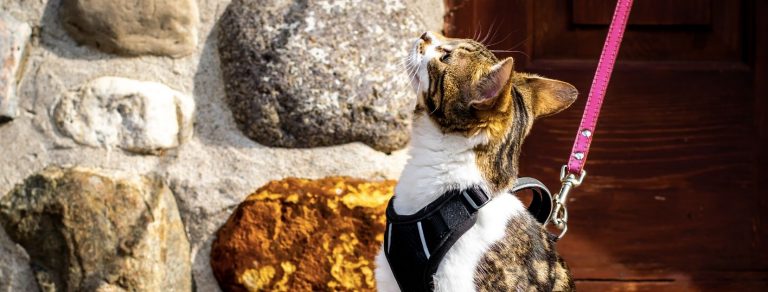 tabby and white adventure kitten on a leash exploring rocks